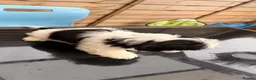 Shih Tzu dogs for sale: Puppy Shih tzu  - Advert 10