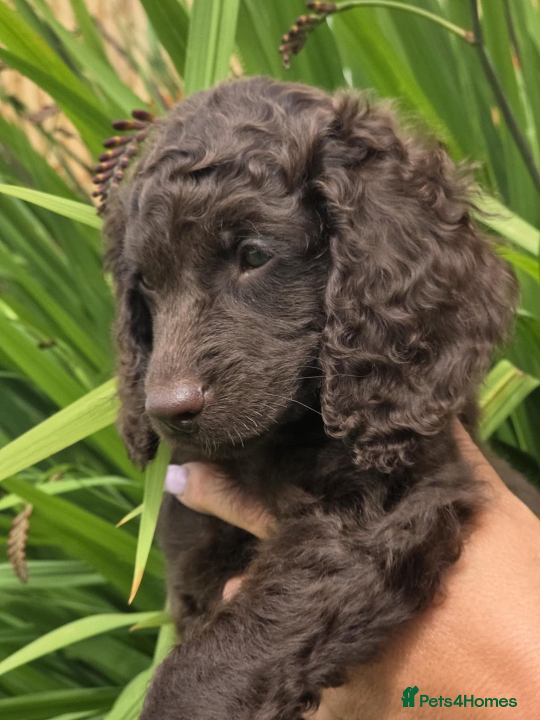 Sproodle dogs for sale: Gorgeous Chocolate Sproodle Puppies - Image 26
