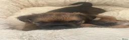 Border Terrier dogs for sale: For Sale - Advert 4