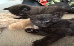 Mixed Breed cats for sale: 3 beautiful kittens  - Image 4