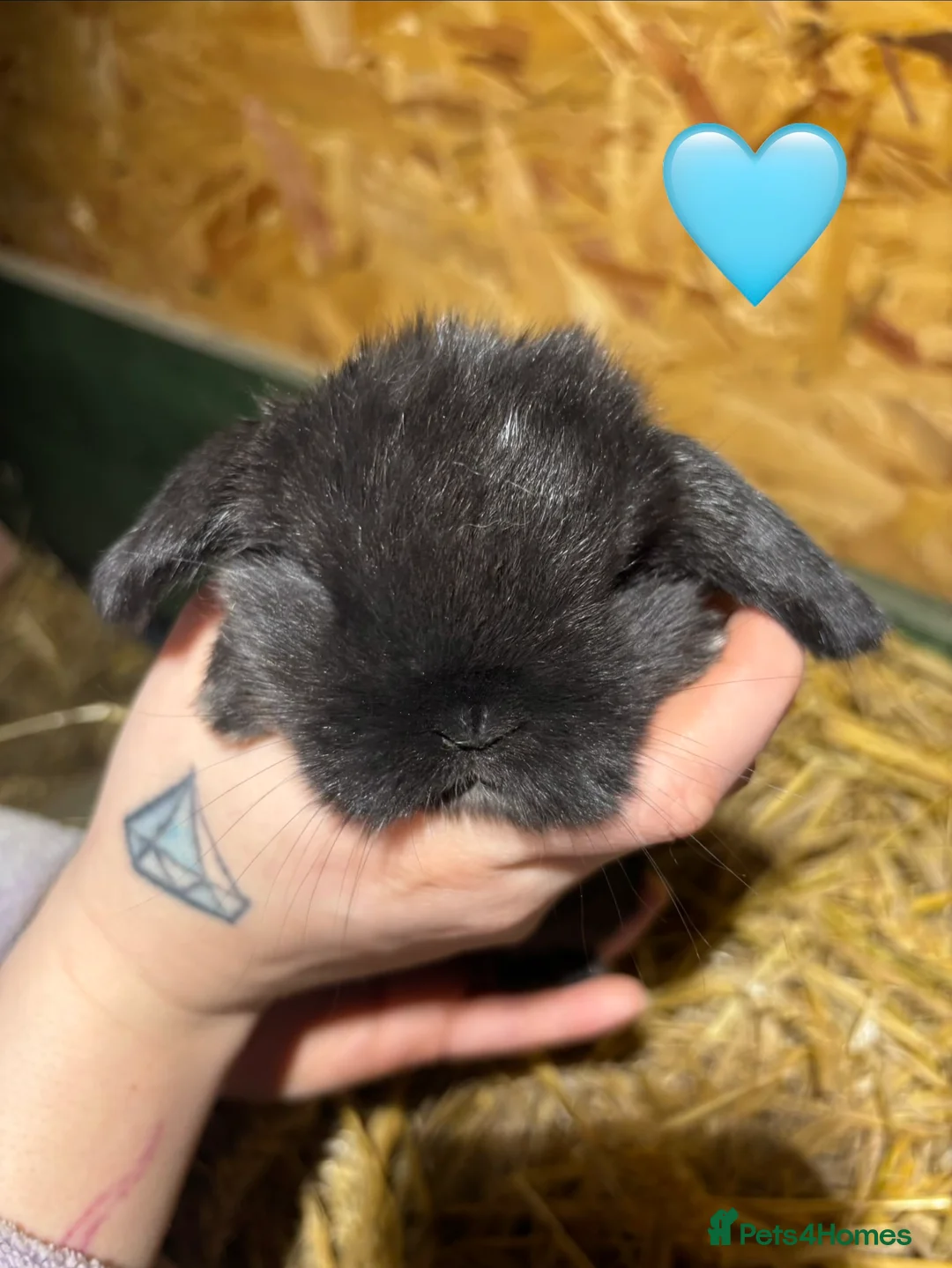 Mini Lop rabbits for sale: 🐰Adorable Mini Lops Kits🐰 - Advert 4
