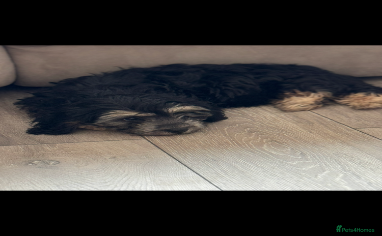 Cavapoochon dogs in Bishop's Stortford - Advert 5