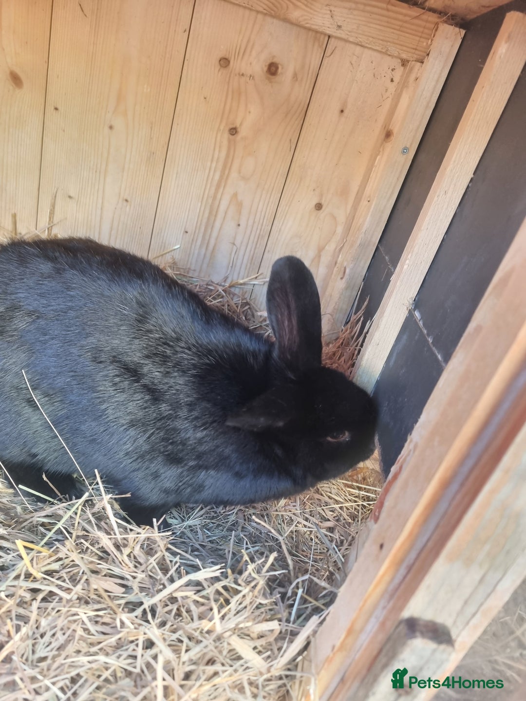 Mixed Breed rabbits for sale: Mini lop cross baby female  - Advert 6