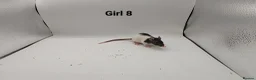 Rat rodents for sale: April Rats! (7 Boys & 5 Girls Left) - Advert 18