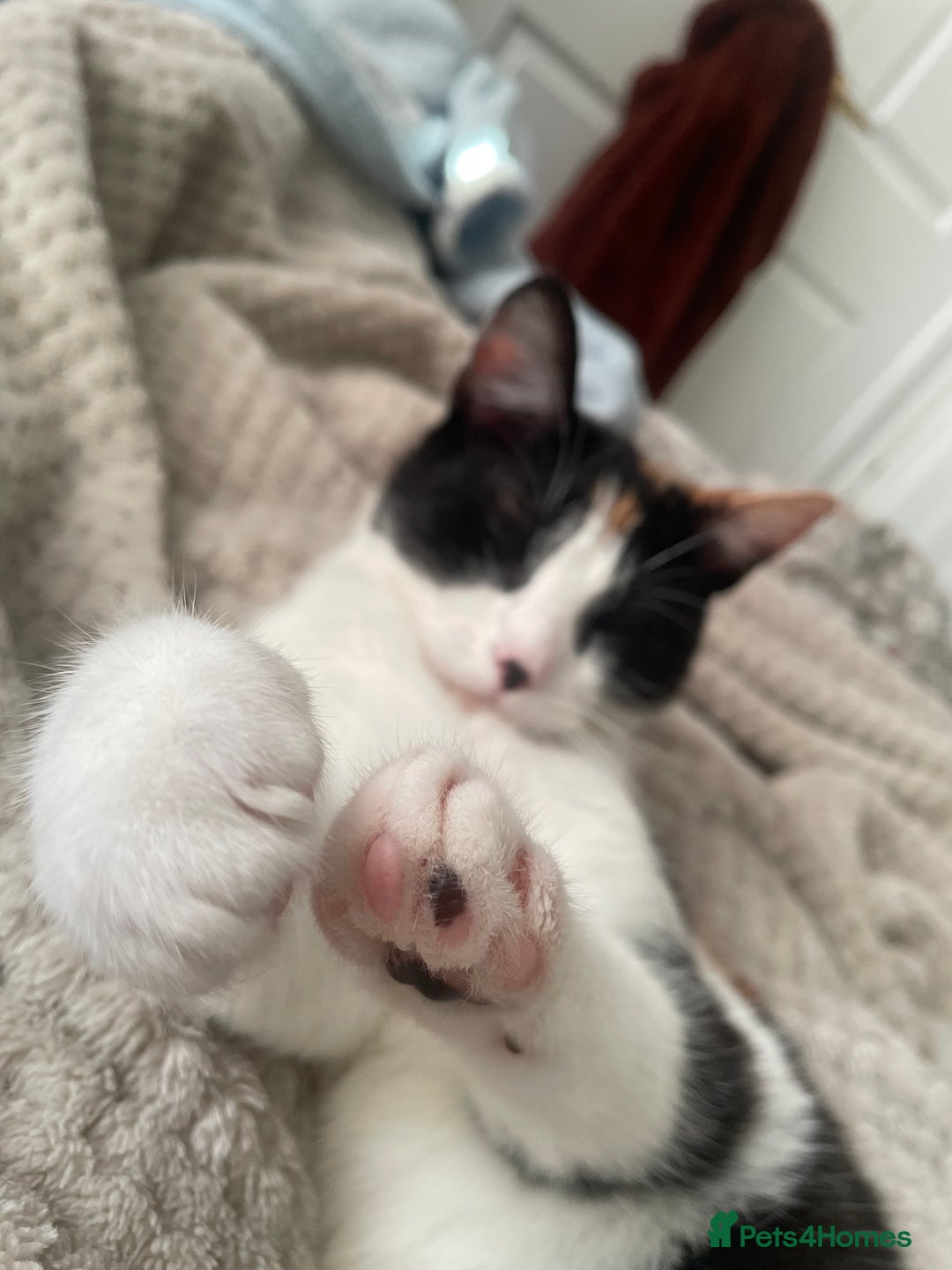 Domestic Shorthair cats for sale: Kiara - Image 2