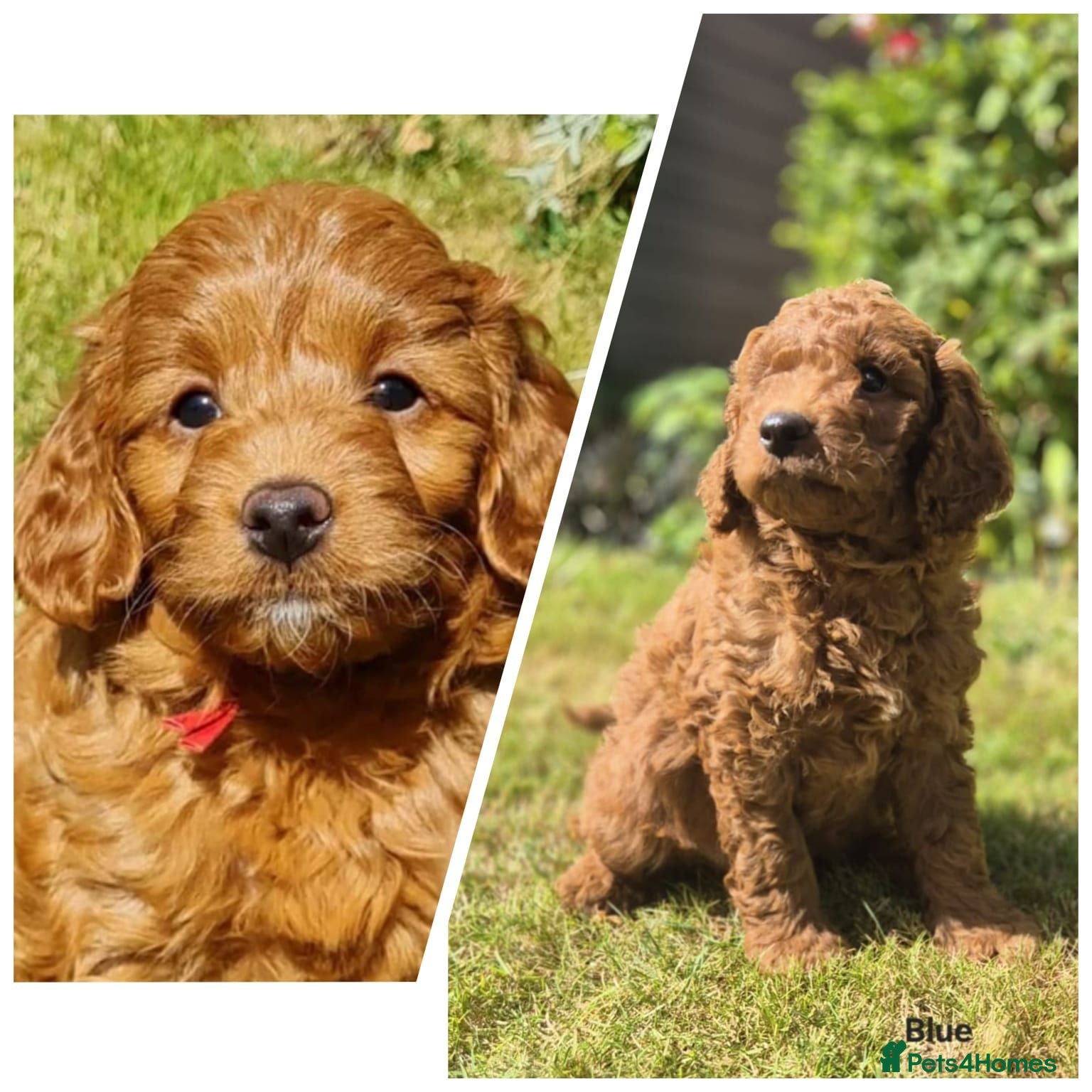 Mini Goldendoodle dogs READY..Red Mini Goldendoodles dna clear - Advert 1