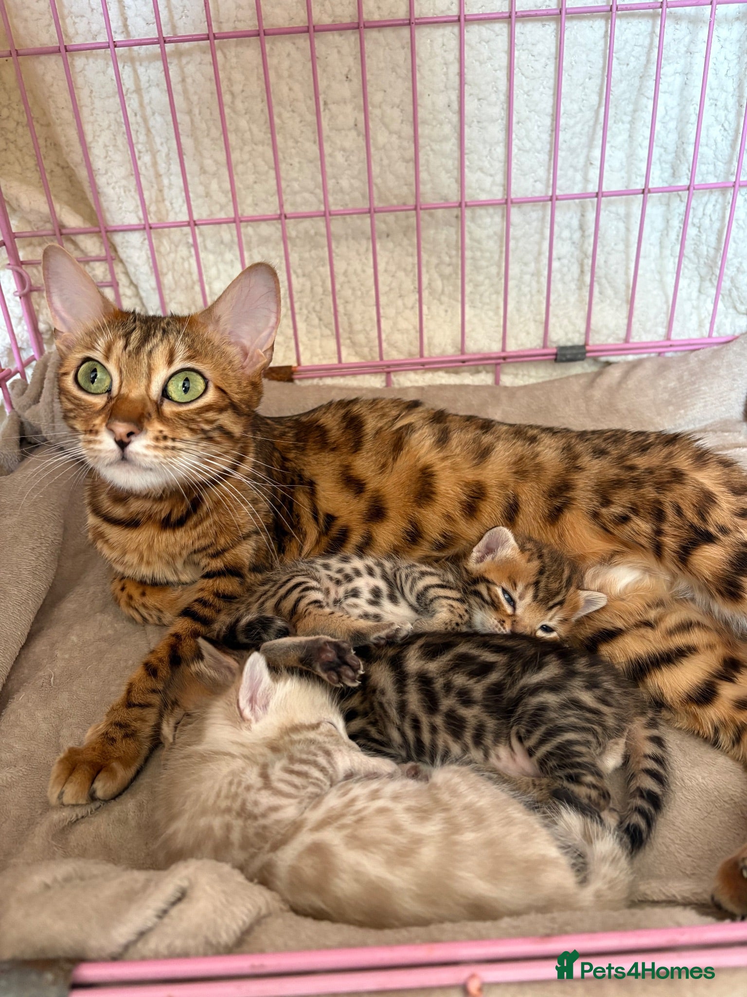 Bengal cats Gorgeous Bengal kittens - Advert 8