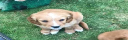Mixed Breed dogs for sale: DAKOTA RETRIEVER CROSS COCKERLIER PUPPIES - Advert 9
