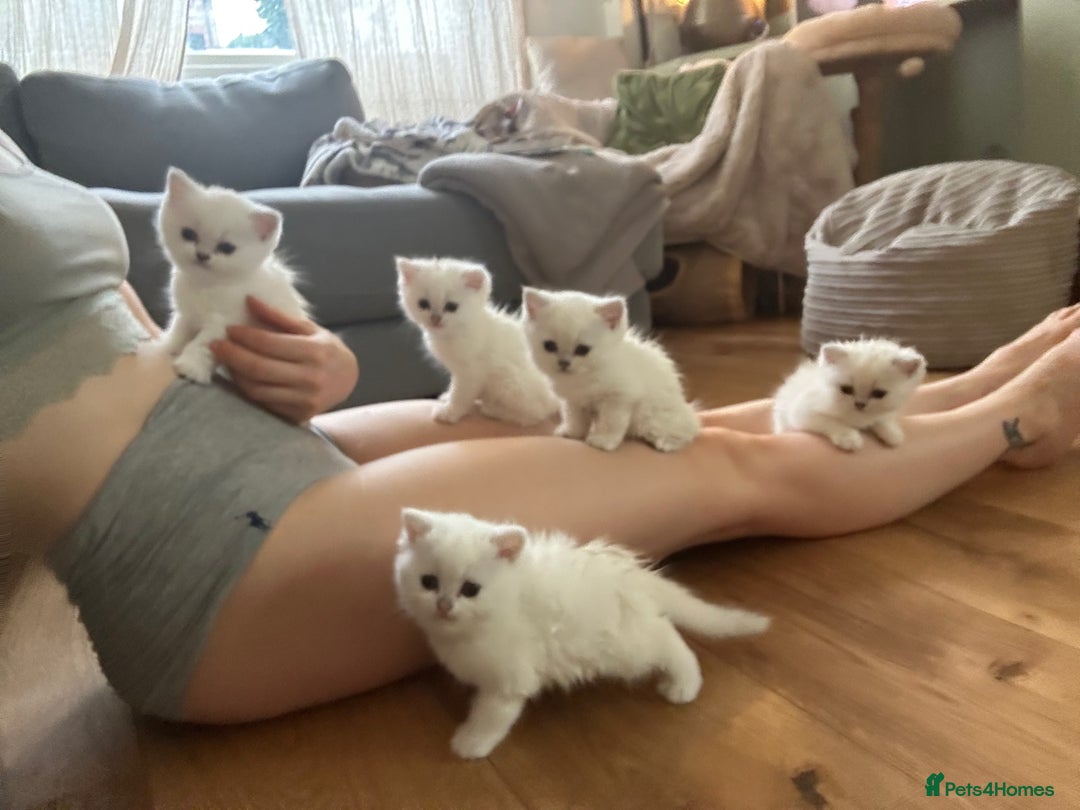 British Longhair cats for sale: 5 Beautiful blue eyed British Shorthair in London - Image 26