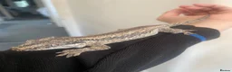 Gecko reptiles for sale: Make gargoyle gecko with tank in Westcliff-on-Sea - Advert 3