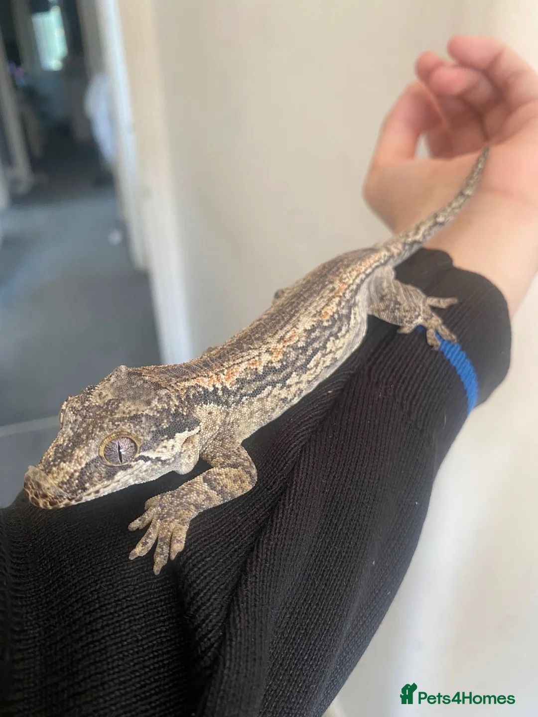 Gecko reptiles for sale: Make gargoyle gecko with tank in Westcliff-on-Sea - Advert 3