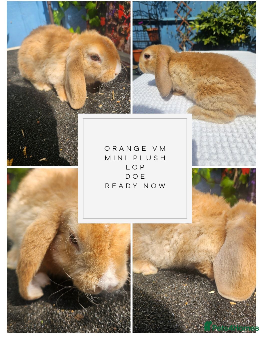 Mini Lop rabbits Pure bred Mini Plush Lops SUFFOLK PLUSH - Advert 1