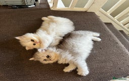 Persian cats for sale: Persian Chinchilla Kittens - Image 5