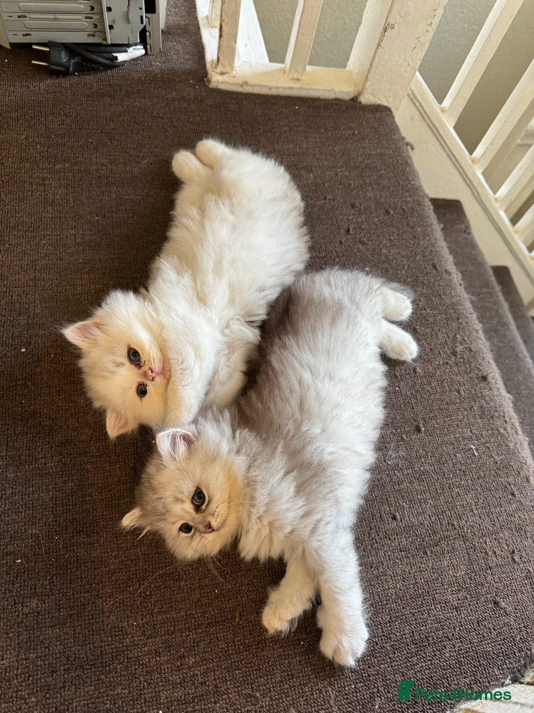 Persian cats for sale: Persian Chinchilla Kittens - Image 5