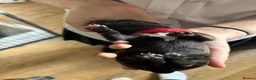 Staffordshire Bull Terrier dogs for sale: Stunning Litter - Advert 17