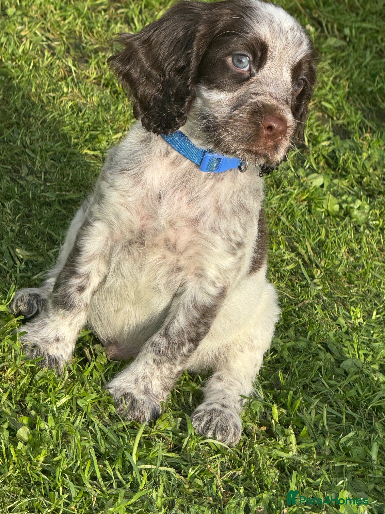 Cocker Spaniel dogs COCKER SPANIEL PUPPIES READY TO LEAVE IN 1 WEEK🎊 - Advert 17