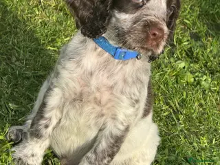 Cocker Spaniel dogs COCKER SPANIEL PUPPIES READY TO LEAVE IN 1 WEEK🎊 - Advert 17