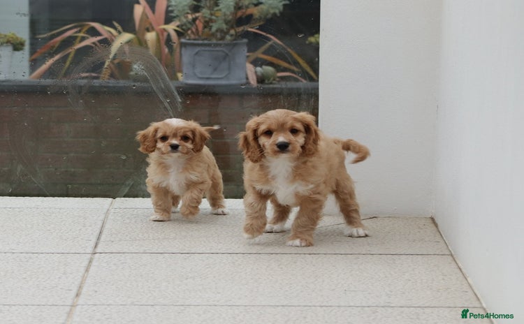Cavapoo dogs - Advert 2