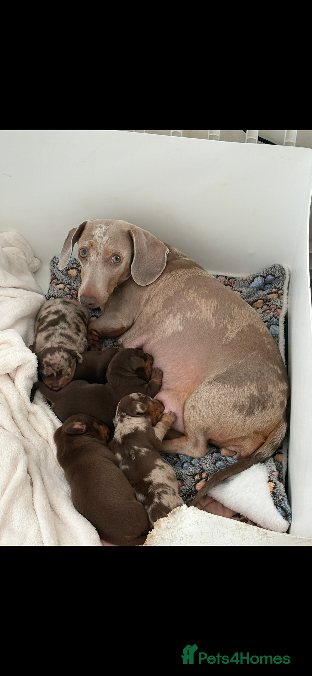 Miniature Dachshund dogs for sale: Daschund pups chocolate and chocolate dapple - Image 4