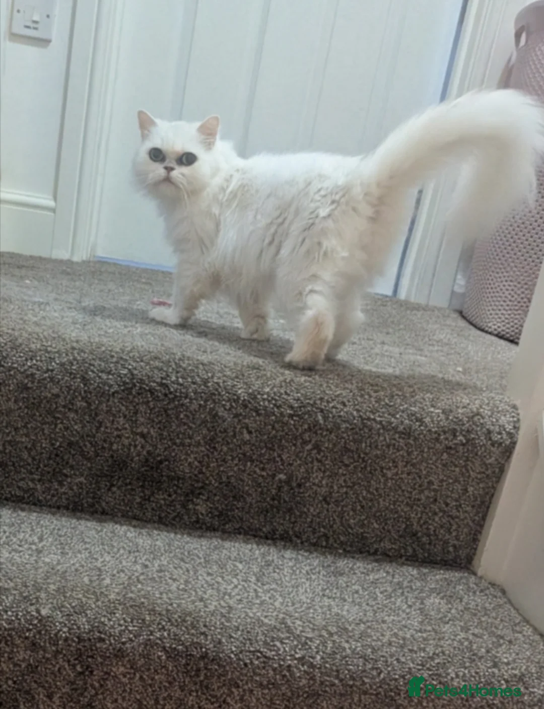 Persian cats for sale: Beautiful Persian Chinchilla - Advert 2