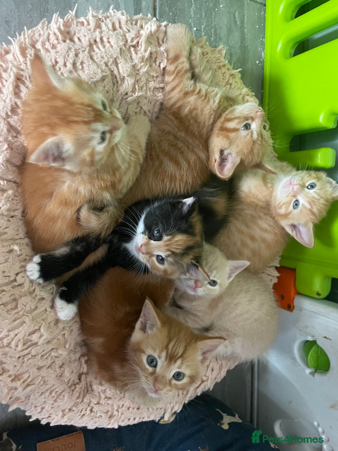 Mixed Breed cats for sale: Part Mainecoon Ginger Litter - Image 19