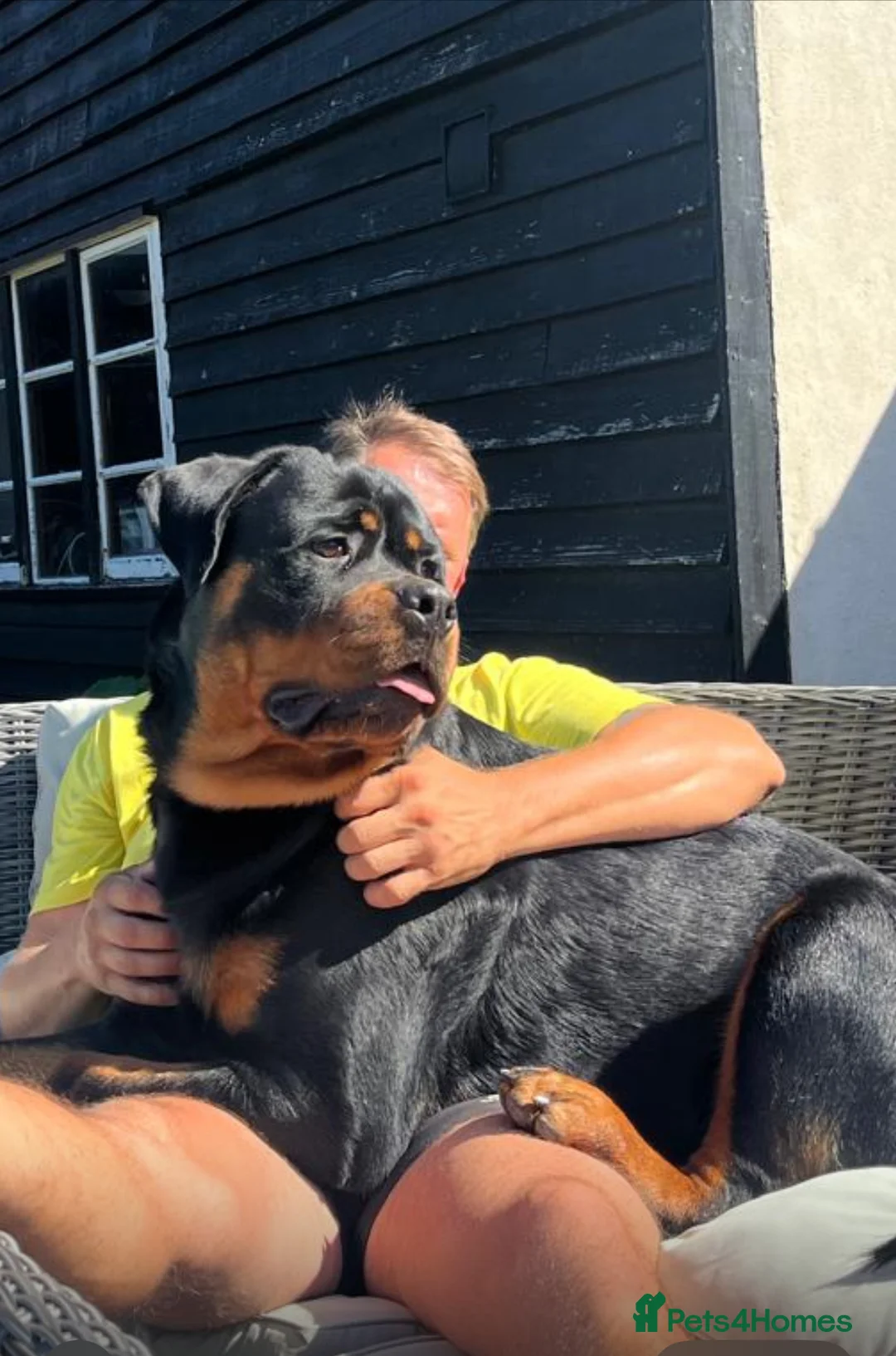 Rottweiler dogs for stud: Hector 60kg plus Rottweiler KC Reg  in Stanford-le-Hope - Advert 12