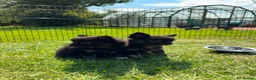 Chihuahua dogs for sale:  2 TINY LONGHAIRED CHIHUAHUA PUPPIES  - Advert 3