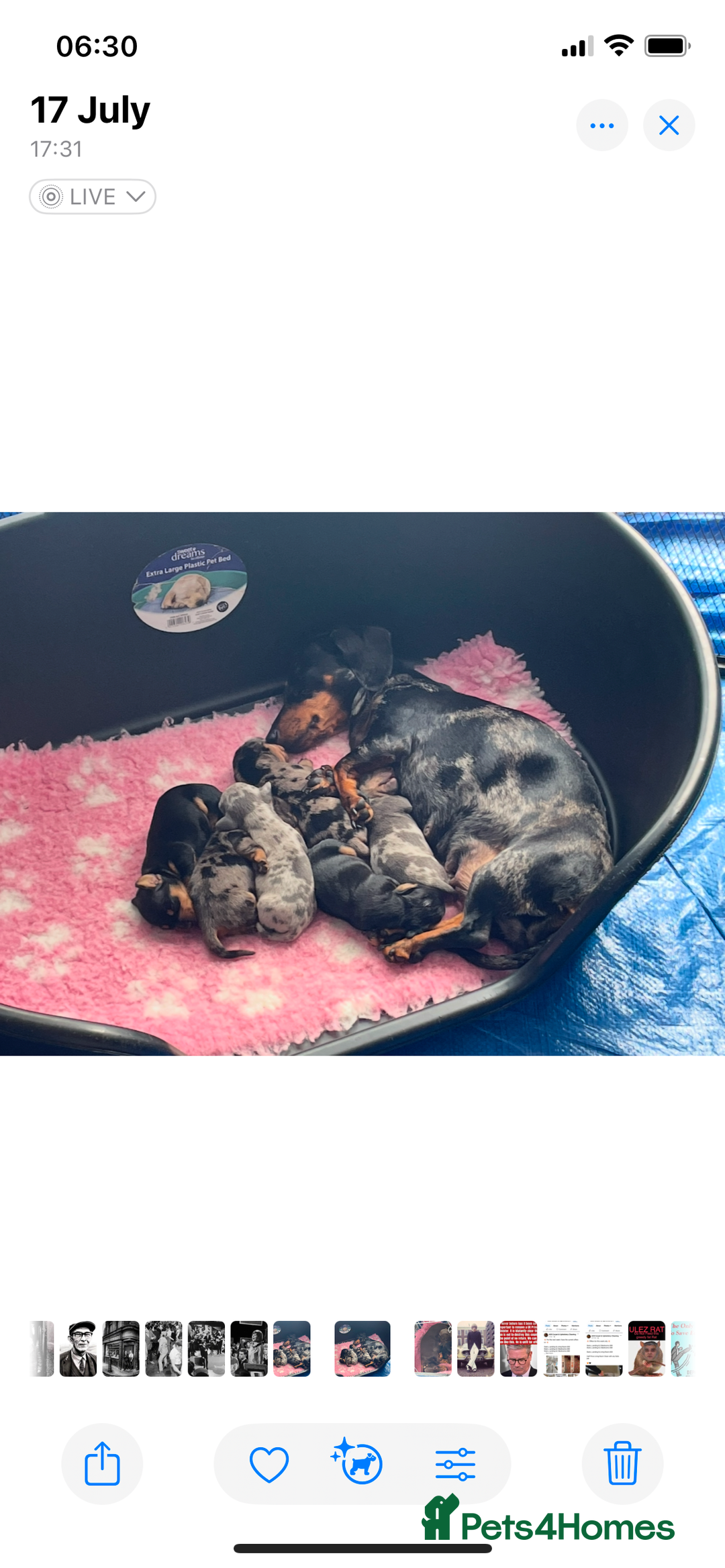 Dachshund dogs for sale: 5 beautiful miniature short haired dachshunds - Image 19