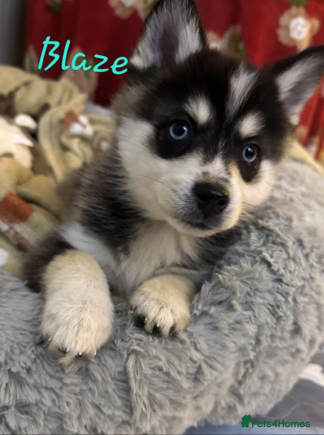 Pomsky dogs for sale: 3 Boys leftStunning Blue eyed F4 Pomsky pups - Advert 5