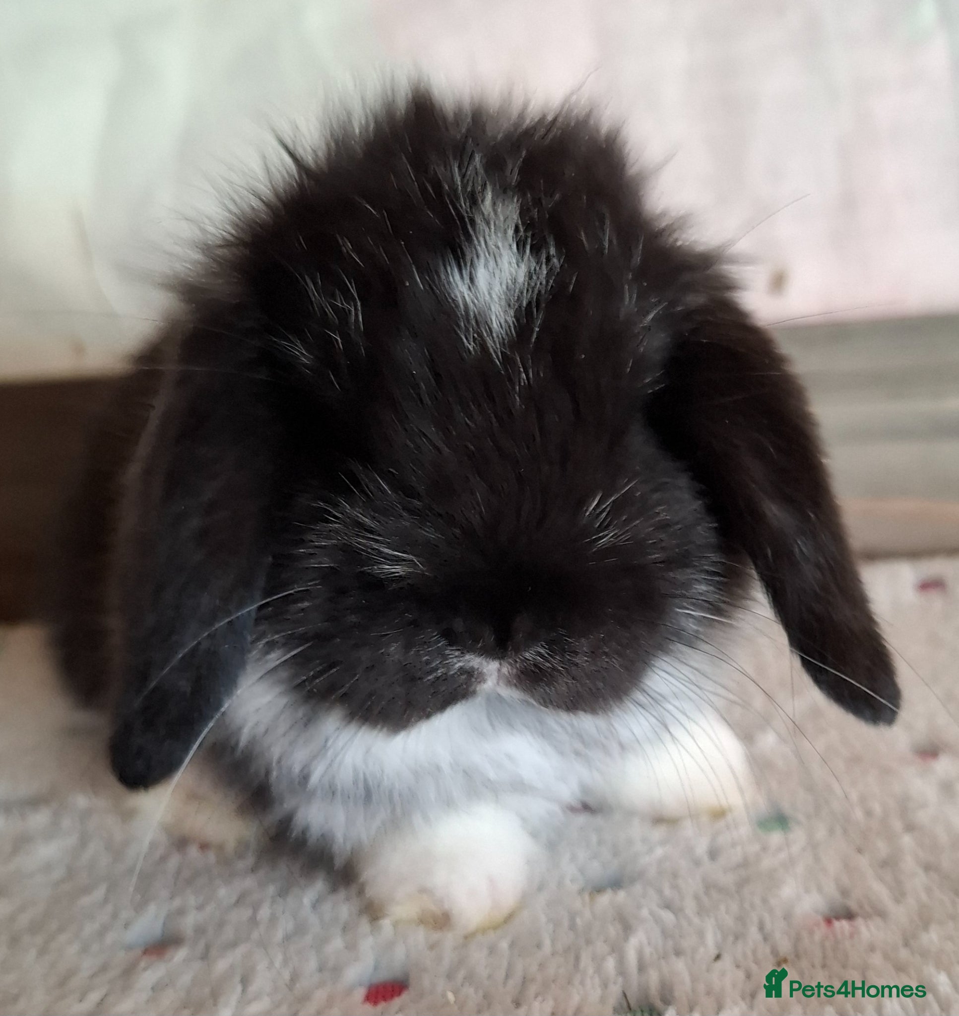 Mini Lop rabbits Mini lop bucks and does - Advert 8