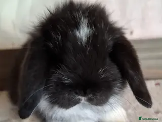 Mini Lop rabbits Mini lop bucks and does - Advert 8