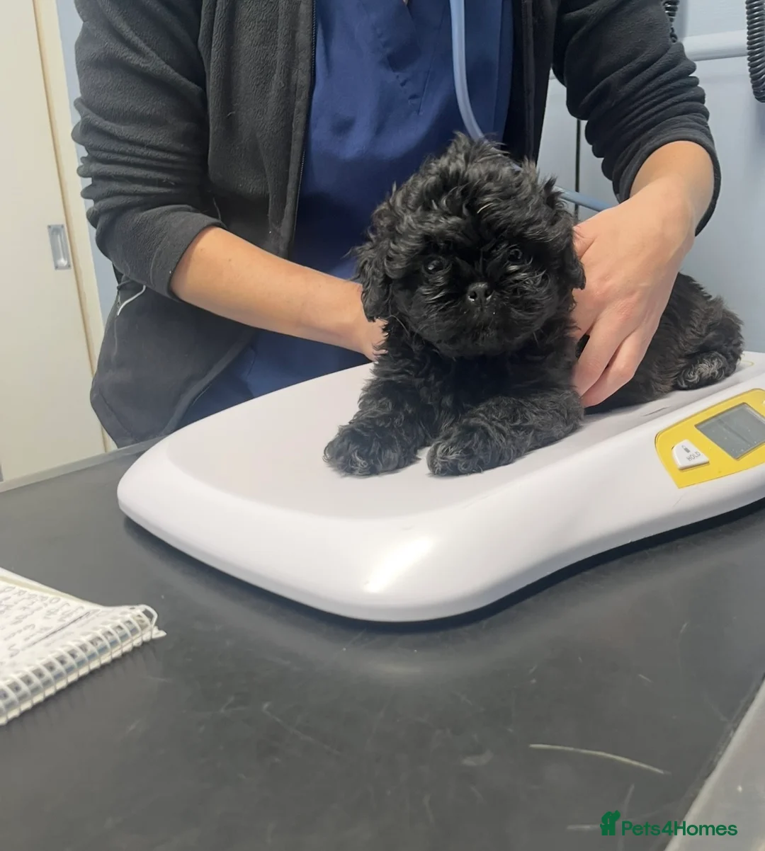 Mixed Breed dogs for sale: 2 male 3 female imperial shih tzu/bichon cross - Advert 2