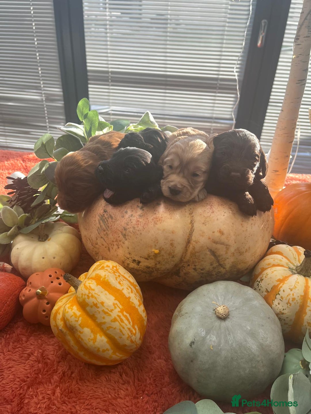 Cockapoo dogs for sale: Beautiful black F1B cockapoo boy ready next week  - Advert 21