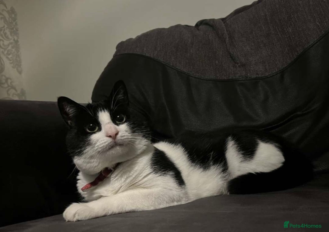 Domestic Shorthair cats for sale: Xenia age:8 and simba age:4 - Image 4