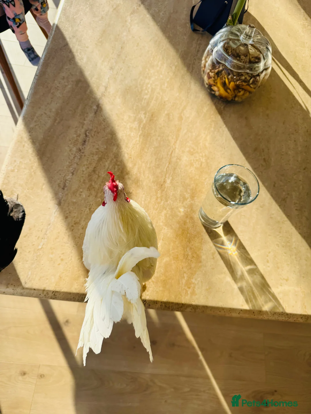 Chickens poultry for sale: Malaysian Serama fresh hatching eggs  - Advert 3