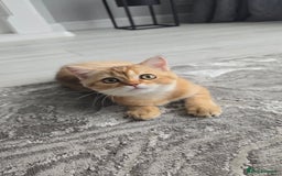 Scottish Fold cats for sale: REDUCED Due to time wasters AVAILABLE boy in Peterhead - Image 1