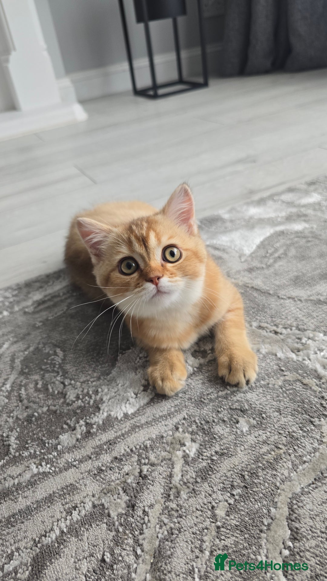 Scottish Fold cats for sale: REDUCED Due to time wasters AVAILABLE boy in Peterhead - Image 1