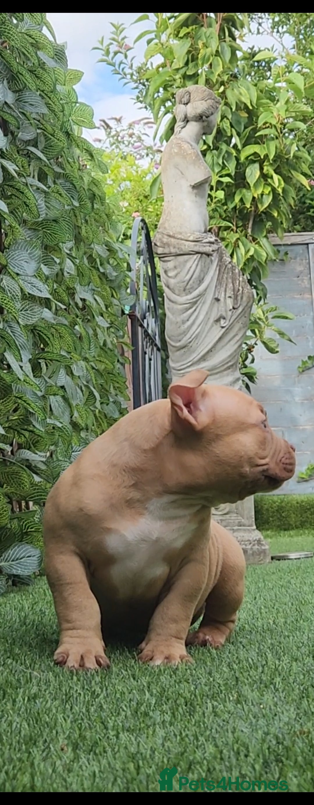 American Bully dogs for sale: American Bully female/ male with extreme future  - Image 1