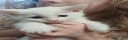 Mixed Breed cats for sale: White kittens  in Ipswich - Advert 17
