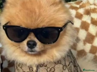 Pomeranian dogs 💙✨BLUE EYES Poms 🐶👀 EXPERIENCED STUDS👀👑🏆 in Bedford - Advert 5