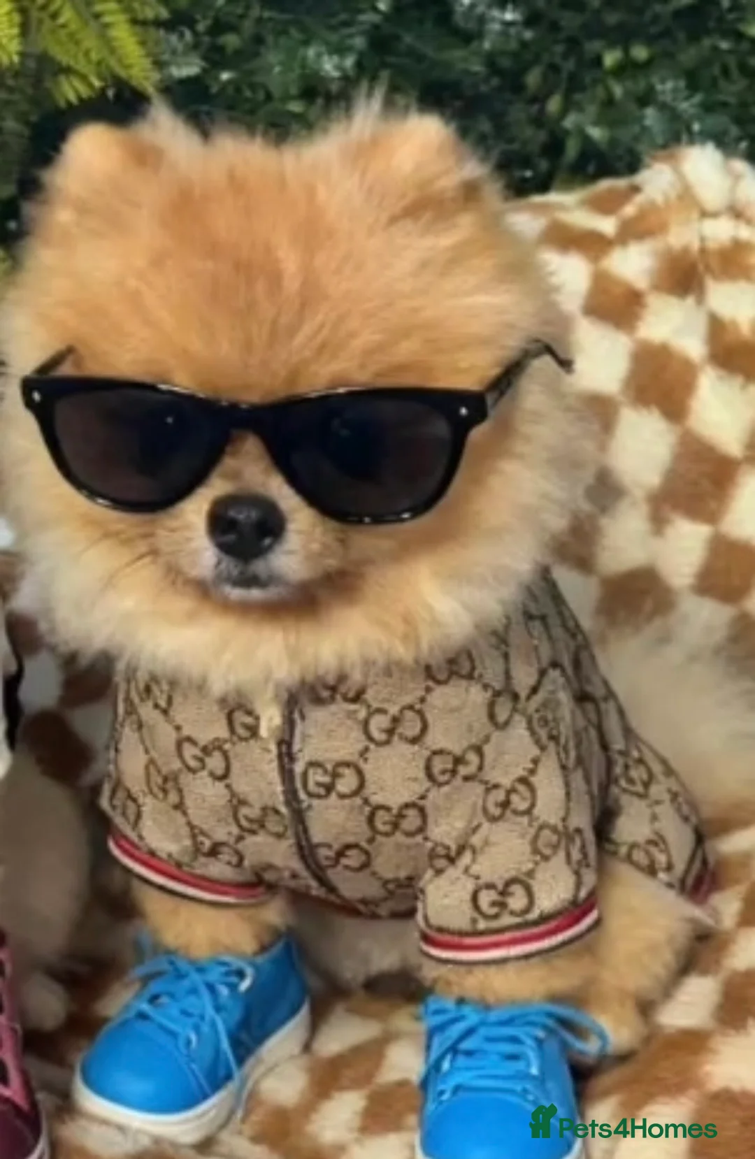 Pomeranian dogs for stud: 💙✨BLUE EYES & Hazel 👀 Poms 🐶EXPERIENCED STUDS🏆 in Bedford - Advert 10