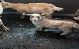 Goats livestock for sale: Family group!!!! - Image 3