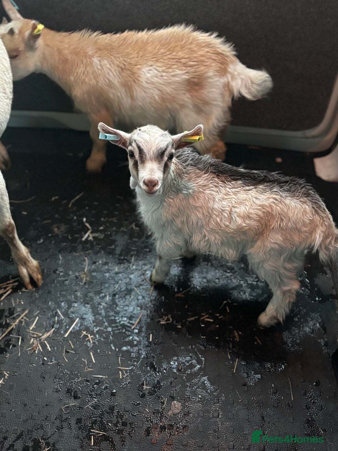 Goats livestock for sale: Family group!!!! - Image 3