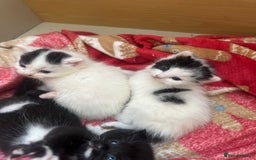 Mixed Breed cats for sale: Fluffy kittens - Image 4