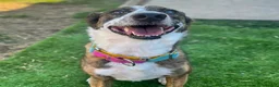 Mixed Breed dogs for adoption: Cisco - low energy cuddle bug!  in London - Advert 3
