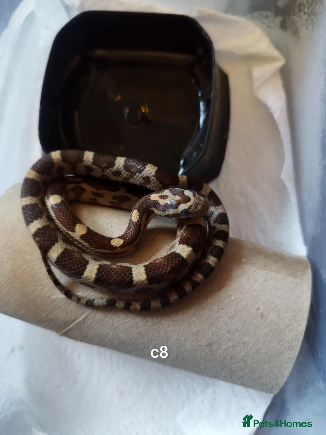Corn Snake reptiles for sale: Cb 2025 cornsnake hatchlings  - Advert 9