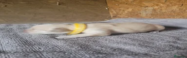 Yellow collar Puppy 6