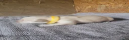 Golden Retriever dogs for sale: Golden retriever puppies in Hull - Advert 2