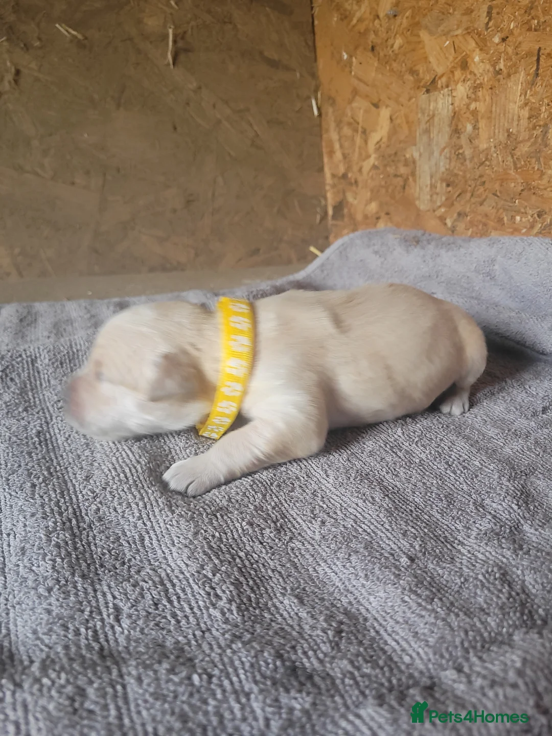 Golden Retriever dogs for sale: Golden retriever puppies in Hull - Advert 2