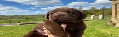 Labrador Retriever Puppy 3